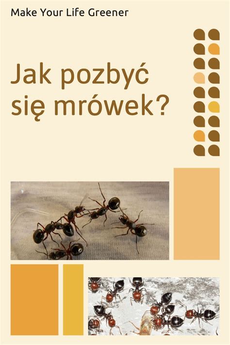 Jak pozbyć się mrÓwek z domu Artofit