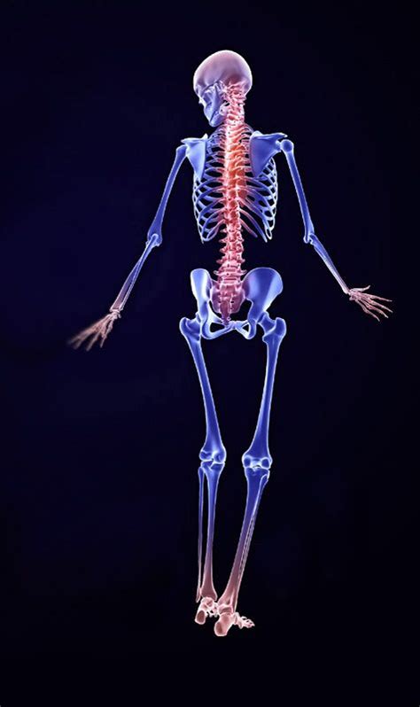 Human Skeleton 3d Model Artofit