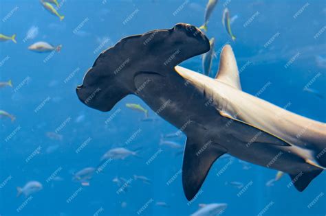 Premium Photo Hammerhead Shark In The Aquarium The Great Hammerhead