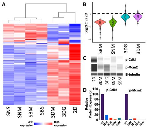 Cell Cycle Progression Genes Are Up Regulated In Cells Cultured In Download Scientific Diagram