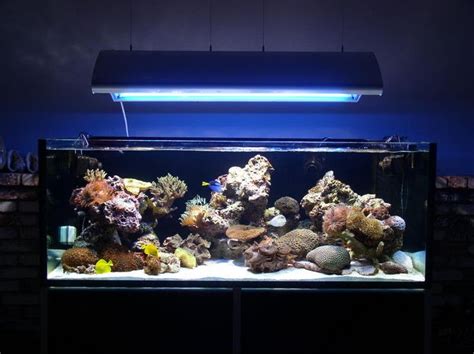 Rimless Aquarium Club - Reef Central Online Community | Aquarium ...