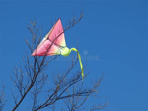 Primera Cometa Del A O Visto En Un Rbol Foto De Archivo Imagen De