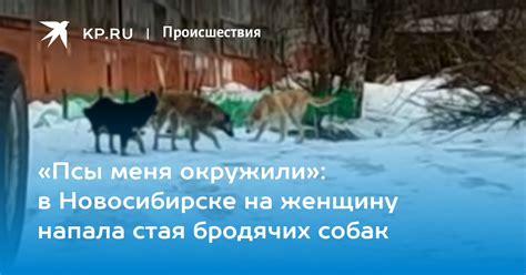 Псы меня окружили в Новосибирске на женщину напала стая бродячих