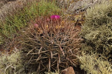 Ferocactus Cacti Types Unveiled With Care Instructions Succulent