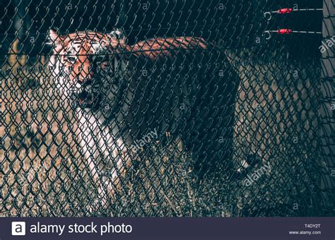 Tiger Inside Cage Stock Photos And Tiger Inside Cage Stock Images Alamy