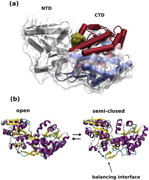 Periplasmic Binding Proteins Semantic Scholar