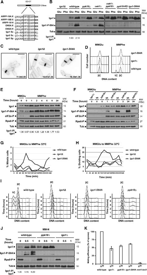 Figure 3 From Nutritional Control Of Cell Size By The Greatwall