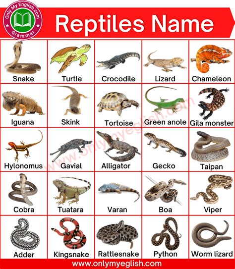 Reptiles Animals Name List with Pictures » Onlymyenglish.com