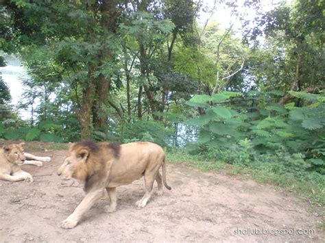 Neyyar Dam Trip - Part 2, Lion Safari Park | Shai blogs!