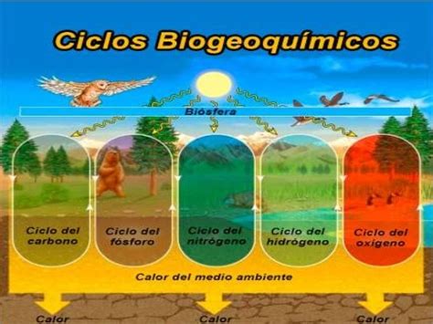 Desarrollo Sustentable ClasificaciÓn De Los Ciclos BiogeoquÍmicos