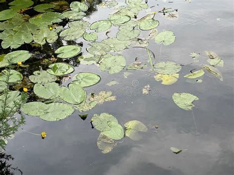 Muchas Hermosas Hojas De Loto Verde En El Estanque Foto De Archivo