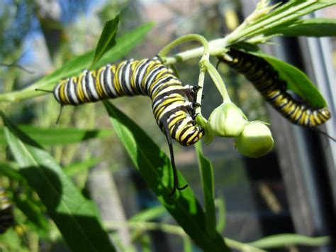 Monarch Caterpillar Food Plants | edu.svet.gob.gt