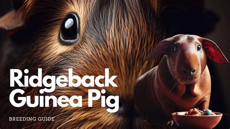 Your Ultimate Ridgeback Guinea Pigs Breeding Details