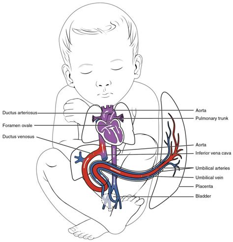 Schematic Diagram Of Fetal Circulation Fetal Circulation Mad