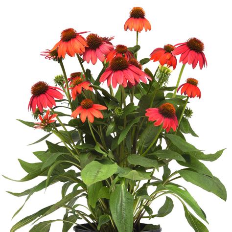 Echinacea Artisan Red Ombre F1 Seed Harris Seeds