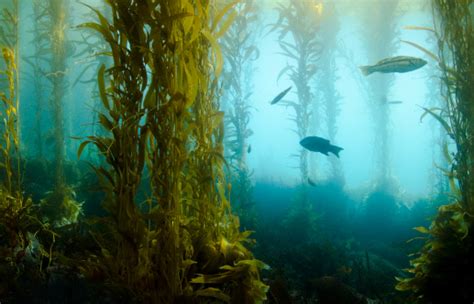 Kelp Forest Stock Photo Download Image Now Istock