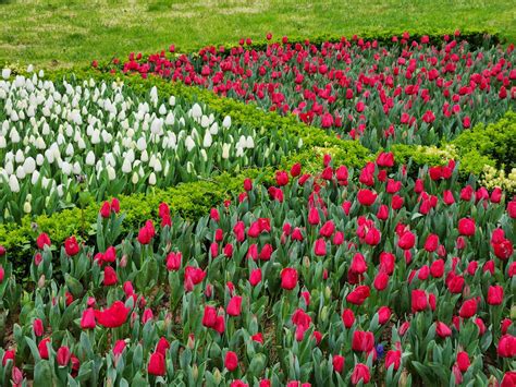 Menikmati Keindahan Bunga Tulip Di Turki Yang Bermekaran Tiap April