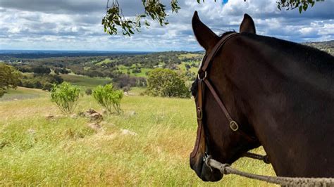 Weekend Horse Trail Ride 2 Hours Jarrahdale Adrenaline