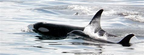 Killer Whales Feeding