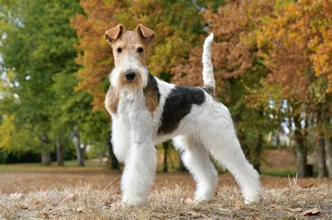 Accueil Elevage Du Plateau Des Arconies Eleveur De Chiens Fox