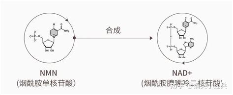 Nmn是什么，与nad有什么关系？ 知乎