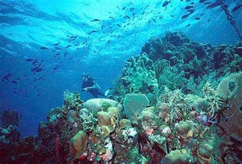 Abiotic Factors - Aquatic and marine biome