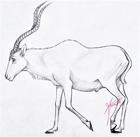 Antelope Drawing