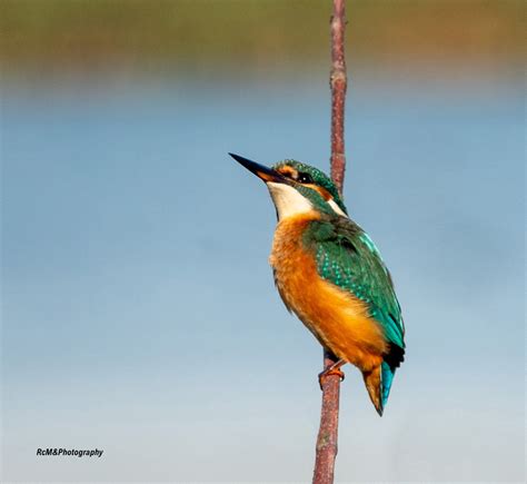 Vroege Vogels Foto Vogels Ijsvogel