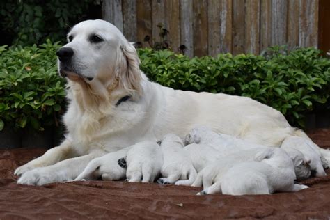 Bildergalerie Golden Retriever Zucht Of Rough Diamond