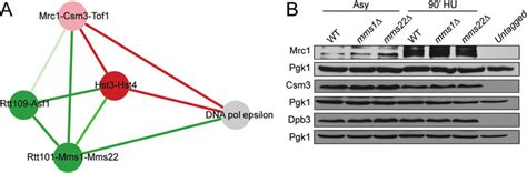 Genetic Interactions Suggest That Mms1 And Mms22 Function With