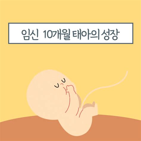 임신 막달 임신 10개월 태아의 성장과 발달 네이버 블로그