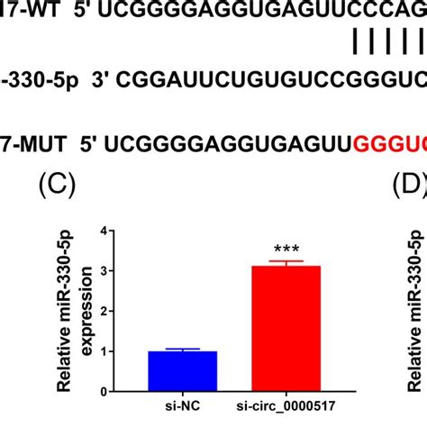 Circ 0000517 Targeted MiR3305p A Binding Sites Of Circ 0000517 And