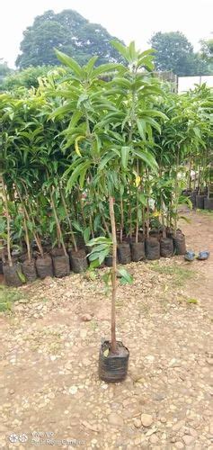 Arka Kiran Mango Grafted Plant For Farming And Gardning At Rs