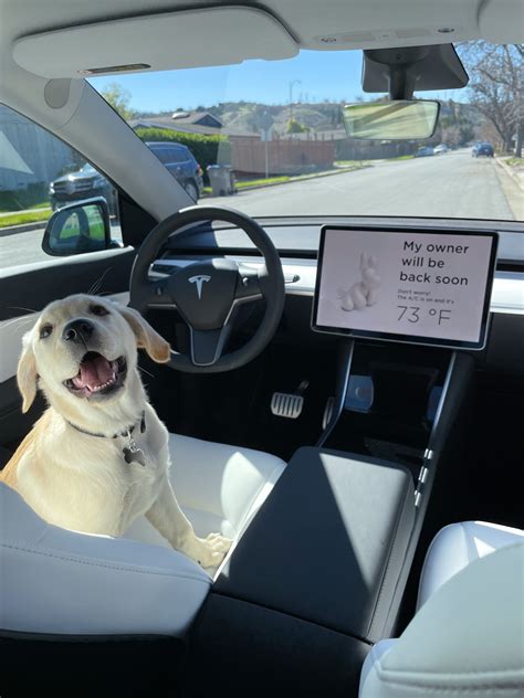 Tesla On Twitter Two Years Ago We Launched Dog Mode Send Us Your