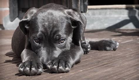 Cachorro vomitando 10 tipos de vômito causas sintomas e tratamento