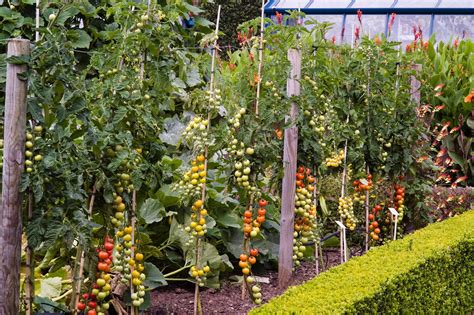 Get Advice On Growing Cordon Tomatoes With Tips On Pinching Out Sideshoots Watering And