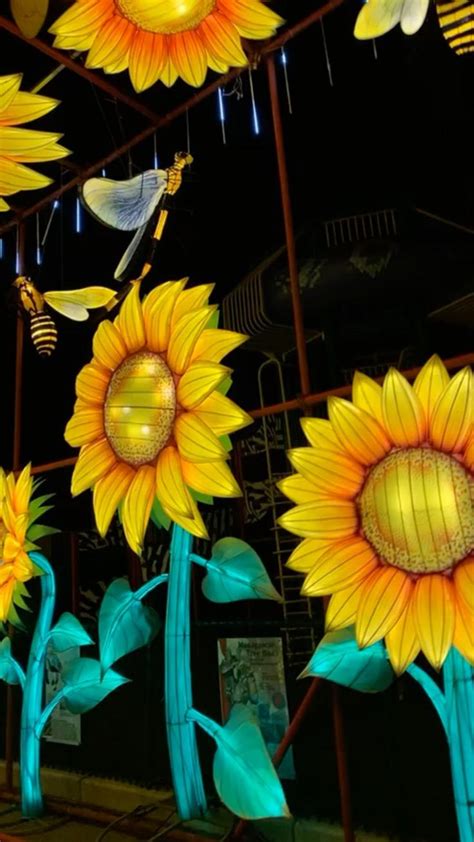 Boston Lights at Franklin Park Zoo 🤩 | Yellow flowers, Fairy lights ...