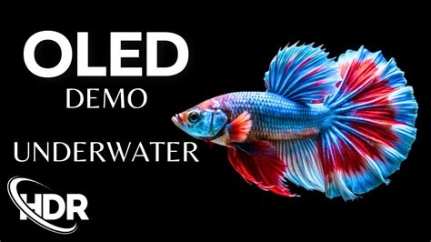 Underwater OLED Demo HDR 60 Fps The Colors Of The Ocean Dolby Vision