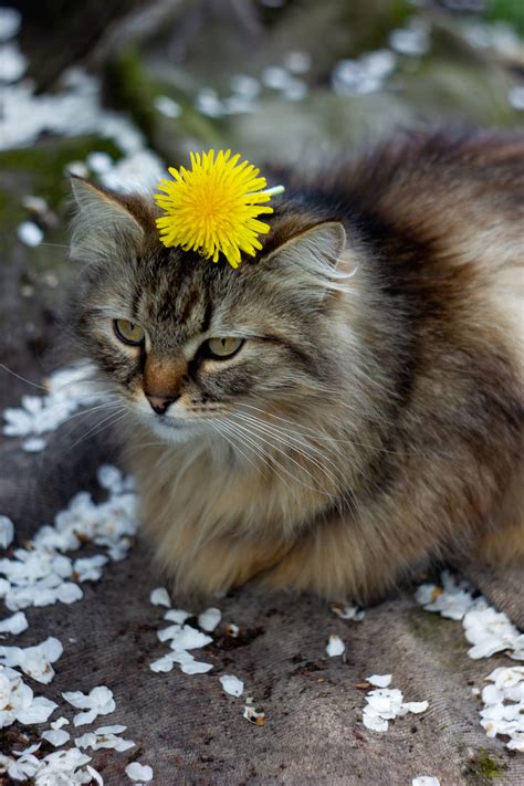 Download Cute Cat Aesthetic With Yellow Flower Wallpaper