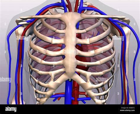 Human Rib Cage High Resolution Stock Photography And Images Alamy