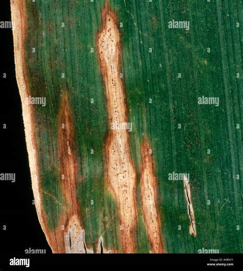 Colletotrichum Graminicola Anthacnose Lesiones Con Picnidios En Una