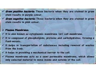 Ultra Structure Of Bacterium Ppt