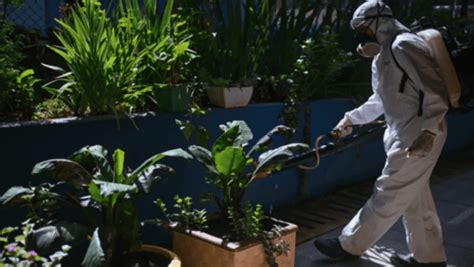 Brasil Reporta M S De Cinco Millones De Casos De Dengue Notigram