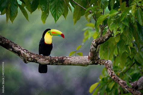 Keel Billed Toucan Ramphastos Sulfuratus Also Known As Sulfur