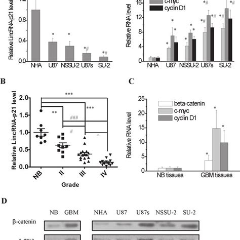 Lincrna P Expression Level And Wnt Catenin Signaling Pathway