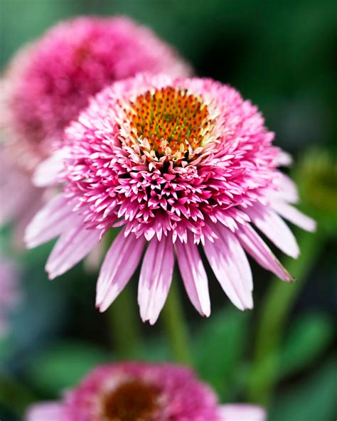 Echinacea Butterfly Kisses Bare Roots — Buy Pink Coneflowers Online