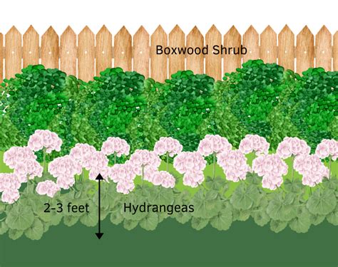 14 Best Companion Plants To Grow In Front Of Boxwoods Gal Pal Lifestyle