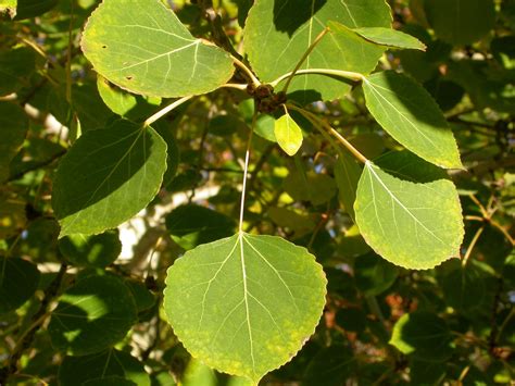 Populus Tremuloides Quaking Aspen North Carolina Extension Gardener Plant Toolbox