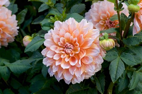 How to Overwinter Dahlia Tubers (A Step-by-Step Guide)