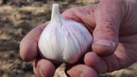 Garlic And Onions Planting Instructions YouTube